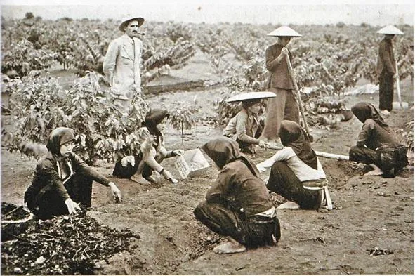 images2đồn điền cà phê Ninh Bình, Quản Bình và phía bắc Việt Nam - sieuthicafe.vn941878_41