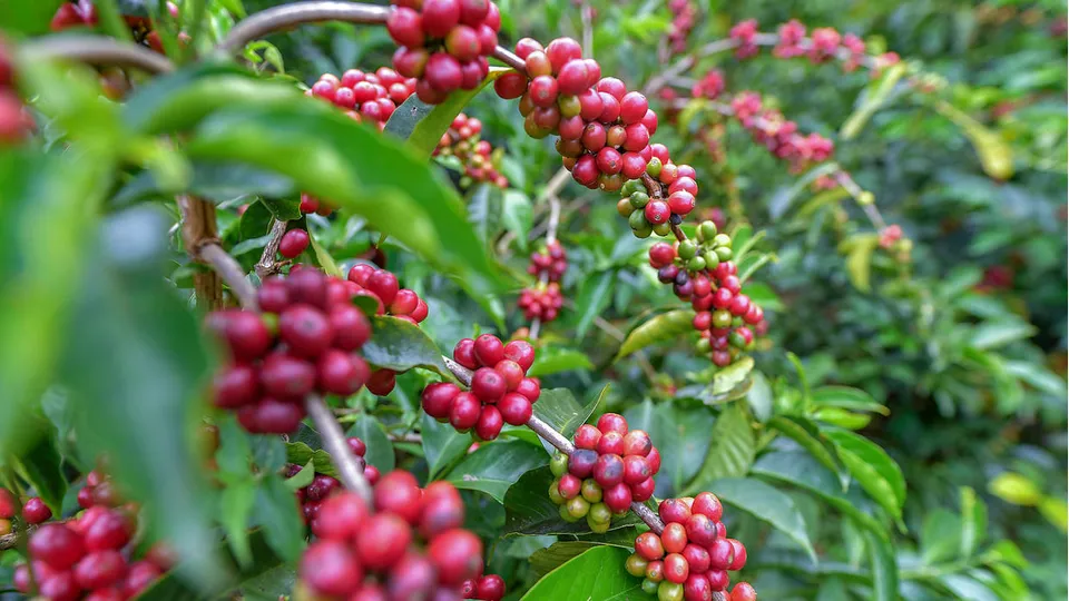 Coffee-Beans